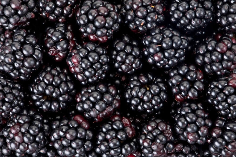 Braambessen | Zacht fruit van topkwaliteit | All Berries